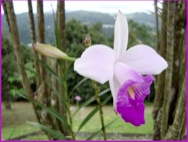 Wild Orchid